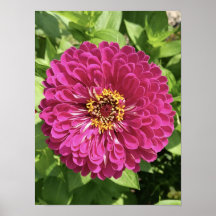 Vivid Zinnia Flower Photo