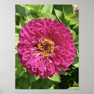 Vivid Zinnia Flower Photo Poster