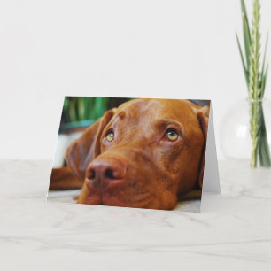 VIZSLA - blank card