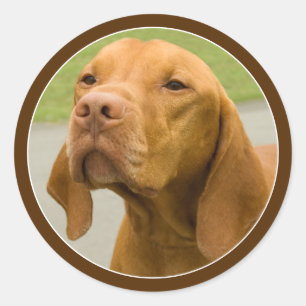 Vizsla Classic Round Sticker