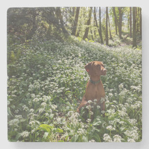 Vizsla Coaster