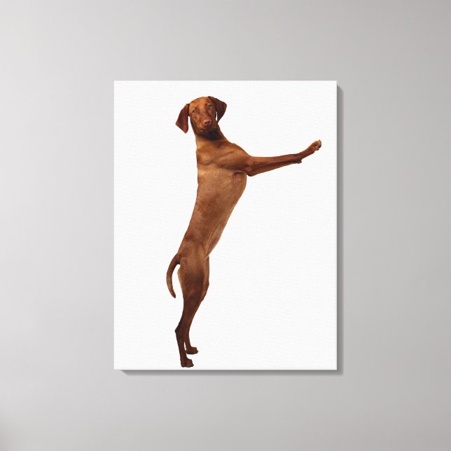 Vizsla Dog Canvas Print (Front)