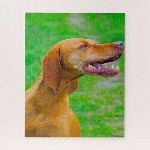 Vizsla Dog Jigsaws. Jigsaw Puzzle