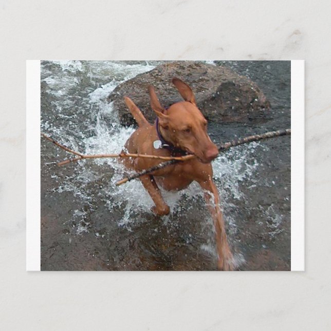 Vizsla_fetching in water.png postcard (Front)