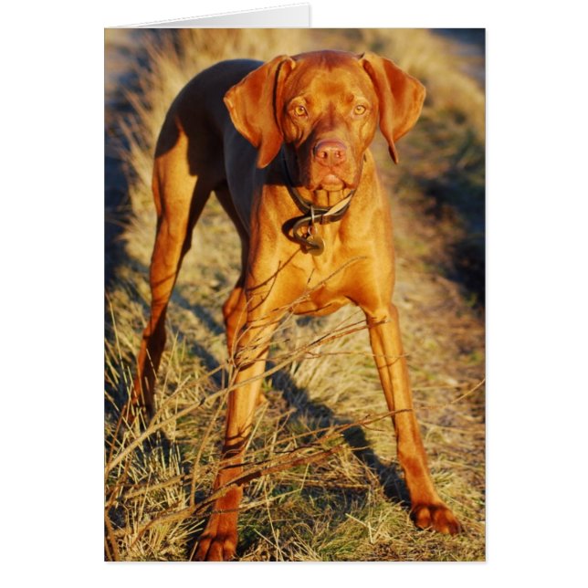 VIZSLA - IN THE SUN (Front)