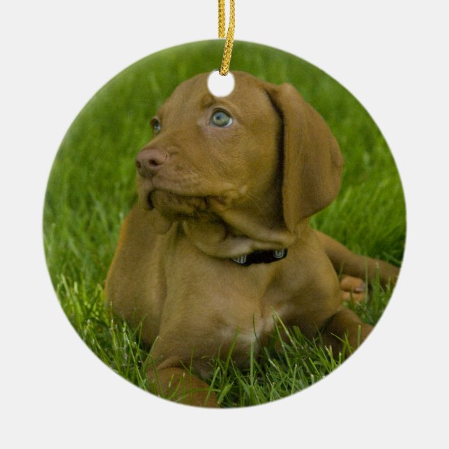 Vizsla puppy Ornament (Front)