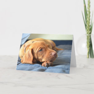 Vizsla Puppy Resting On Its Paw Card