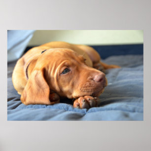 Vizsla Puppy Resting On Its Paw Poster