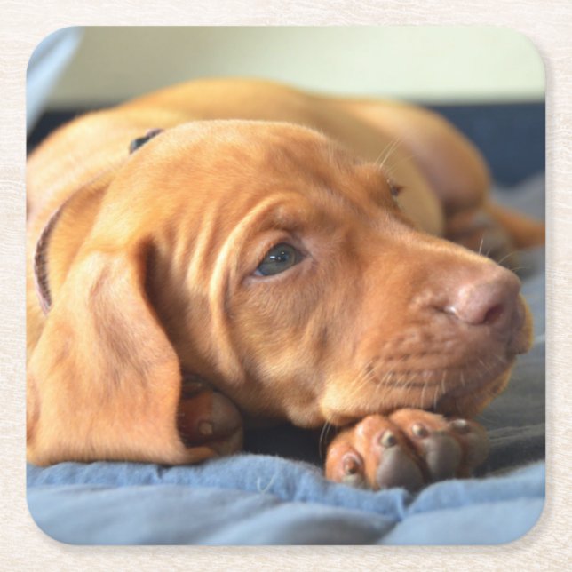 Vizsla Puppy Resting On Its Paw Square Paper Coaster (Front)