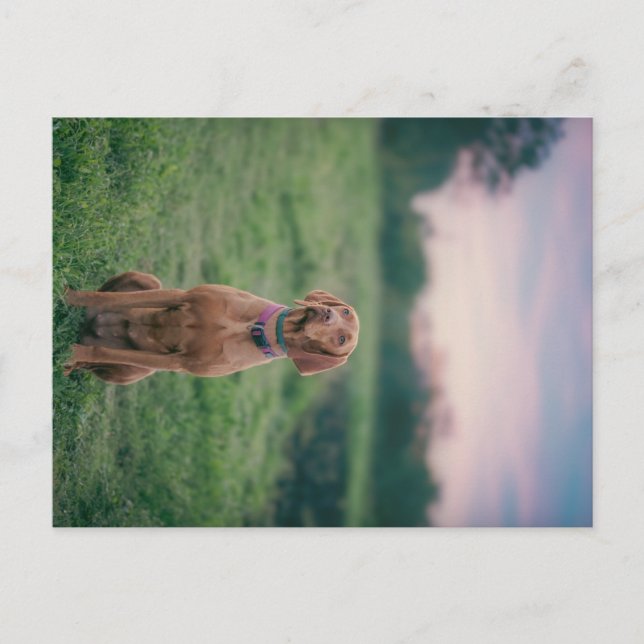 vizsla sitting postcard (Front)