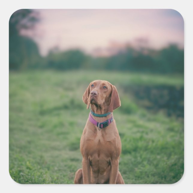 vizsla sitting square sticker (Front)