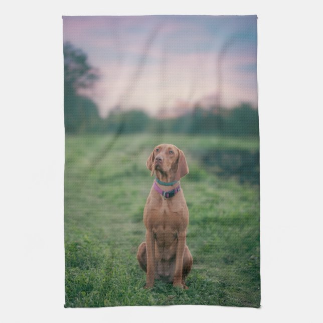 vizsla sitting tea towel (Vertical)