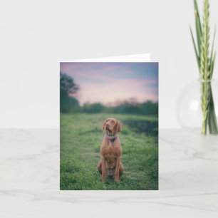 vizsla sitting thank you card