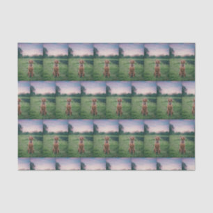 vizsla sitting tissue paper