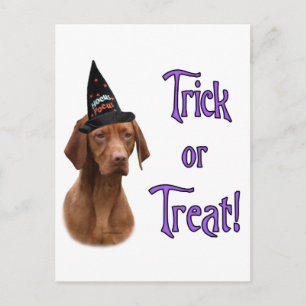 Vizsla Trick Postcard