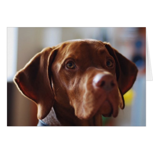 Vizsla - Where's my Mom? (Front Horizontal)