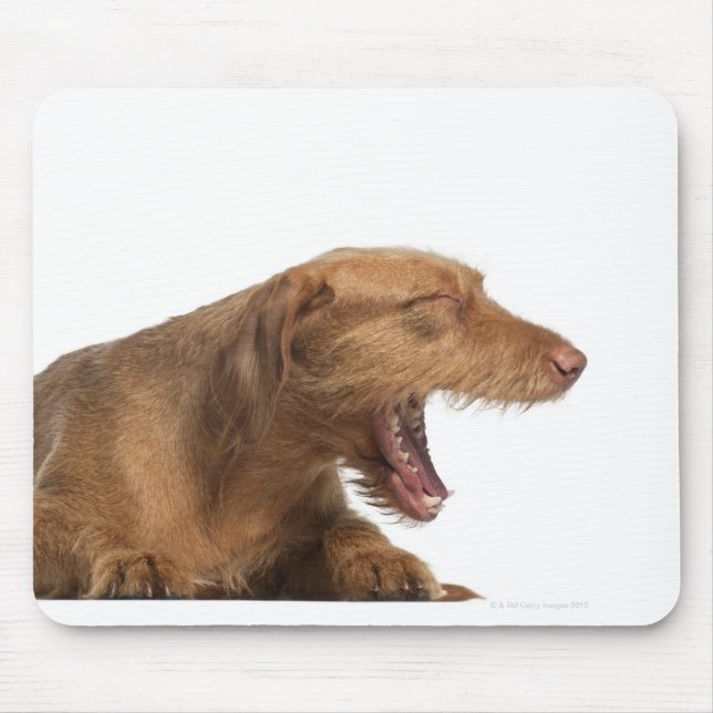 Vizsla yawning in front of white back ground mouse pad (Front)