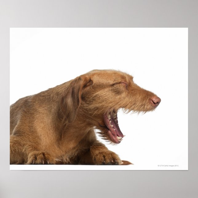Vizsla yawning in front of white back ground poster (Front)