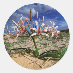 Vlei Lily (Nerine Laticoma) In Flower Classic Round Sticker