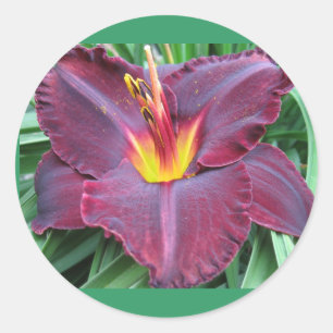 Volcanic Daylily Sticker