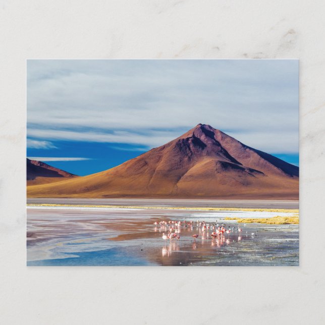 Volcano and Flamingoes Postcard (Front)