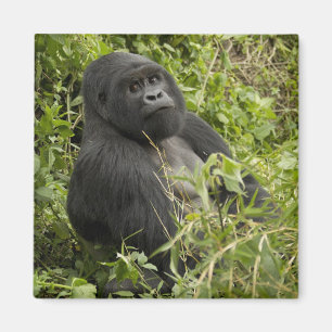 Volcanoes National Park, Mountain Gorilla Magnet