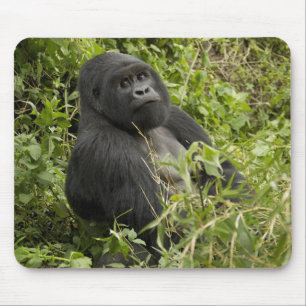 Volcanoes National Park, Mountain Gorilla Mouse Pad