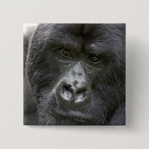 Volcanoes NP, Rwanda, Mountain Gorillas, 15 Cm Square Badge