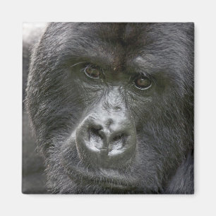 Volcanoes NP, Rwanda, Mountain Gorillas, Magnet