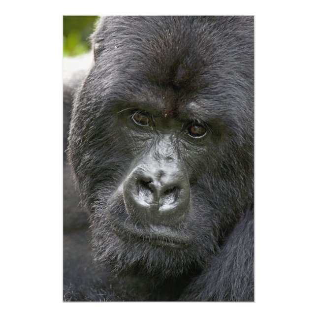 Volcanoes NP, Rwanda, Mountain Gorillas, Photo Print (Front)