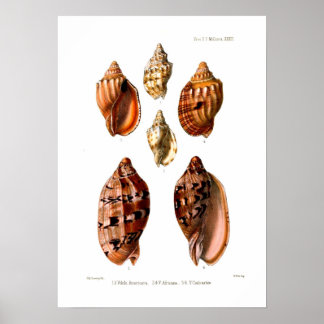 Voluta Shells Poster