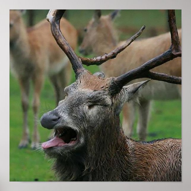 Vomiting deer: poster (Front)