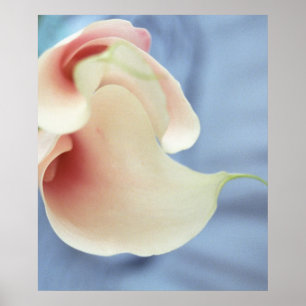 Vortex White Calla Lilies Art Print Poster Photo