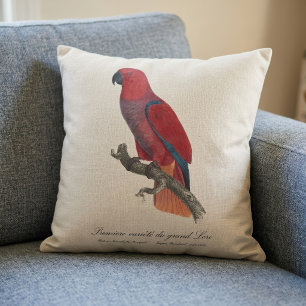Vosmaer Eclectus Parrot, Eclectus Roratus Vosmaeri Cushion