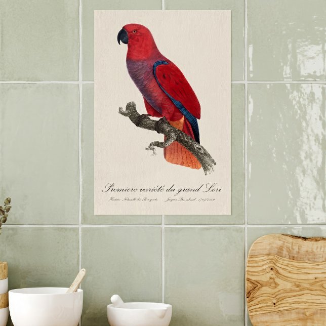 Vosmaer Eclectus Parrot, Eclectus Roratus Vosmaeri Poster (Vosmaer Eclectus Parrot, Eclectus Roratus Vosmaeri. Poster)