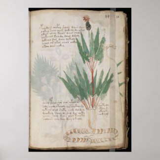 Voynich manuscript poster