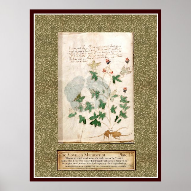 Voynich Plate 10 Poster (Front)