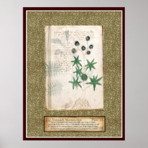 Voynich Plate 12 Poster