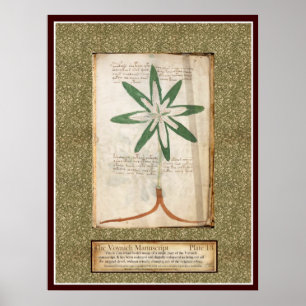 Voynich Plate 13 Poster