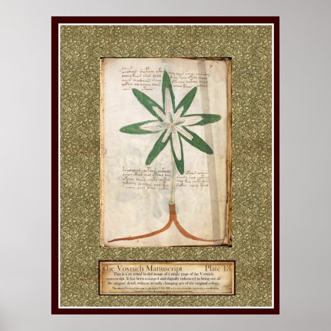Voynich Plate 13 Poster (Front)