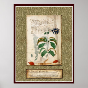 Voynich Plate 19 Poster