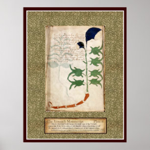 Voynich Plate 6 Poster