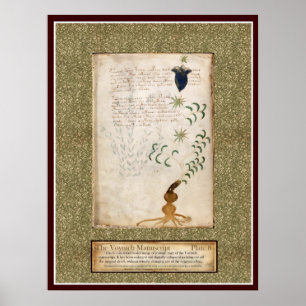 Voynich Plate 8 Poster