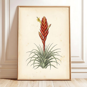 Vriesea Botanical Print Wall Art