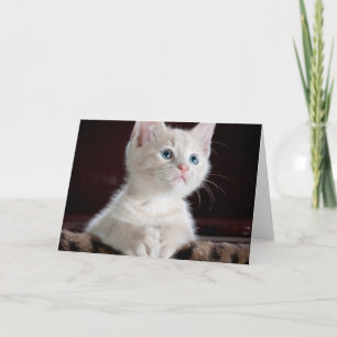 Vulnerable White Kitten Card