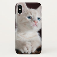 Vulnerable White Kitten