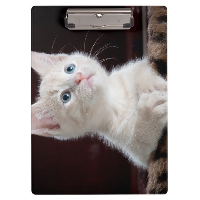 Vulnerable White Kitten Clipboard (Front)