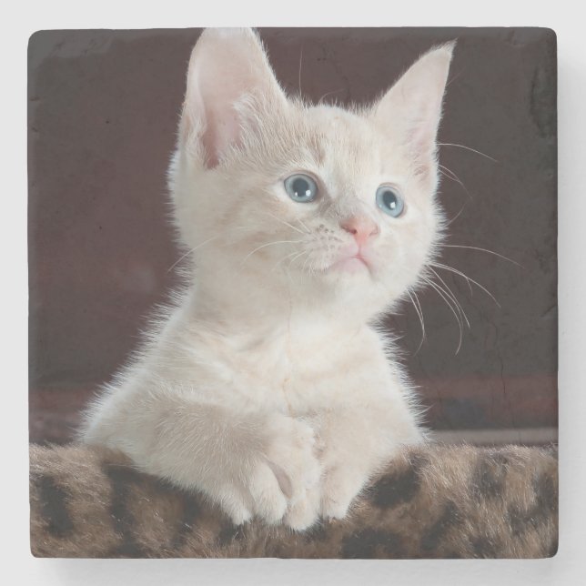 Vulnerable White Kitten Stone Coaster (Front)