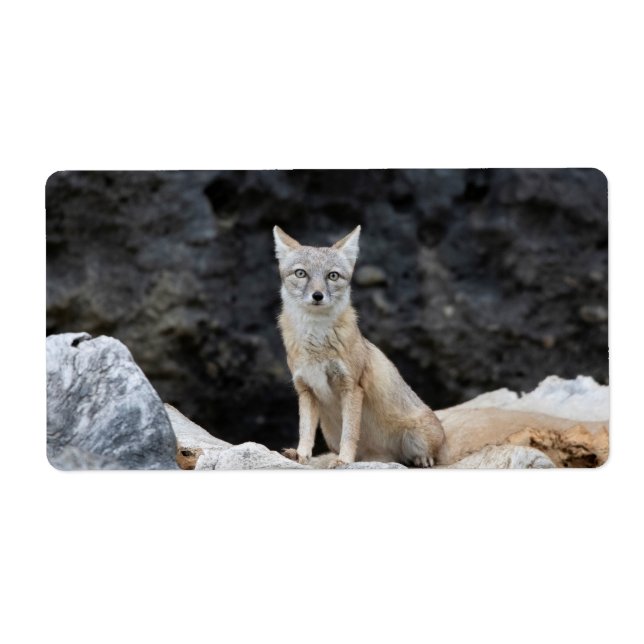 Vulpes corsac (Front)