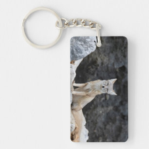Vulpes corsac key ring